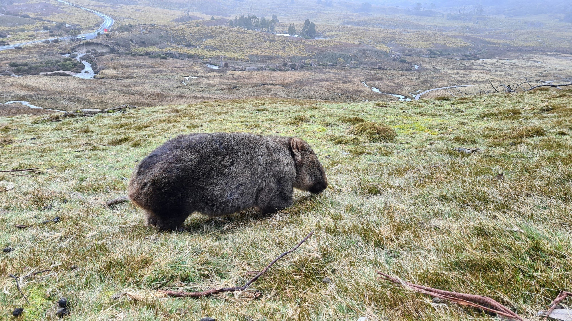 The Wombat: Australia's Remarkable Burrowing Marsupial