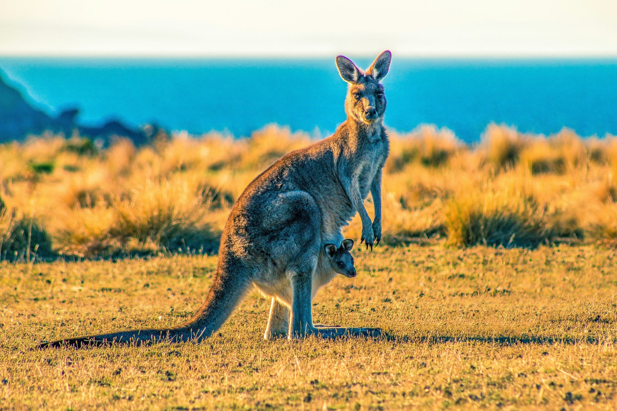 The Kangaroo: Australia's Icon of the Outback