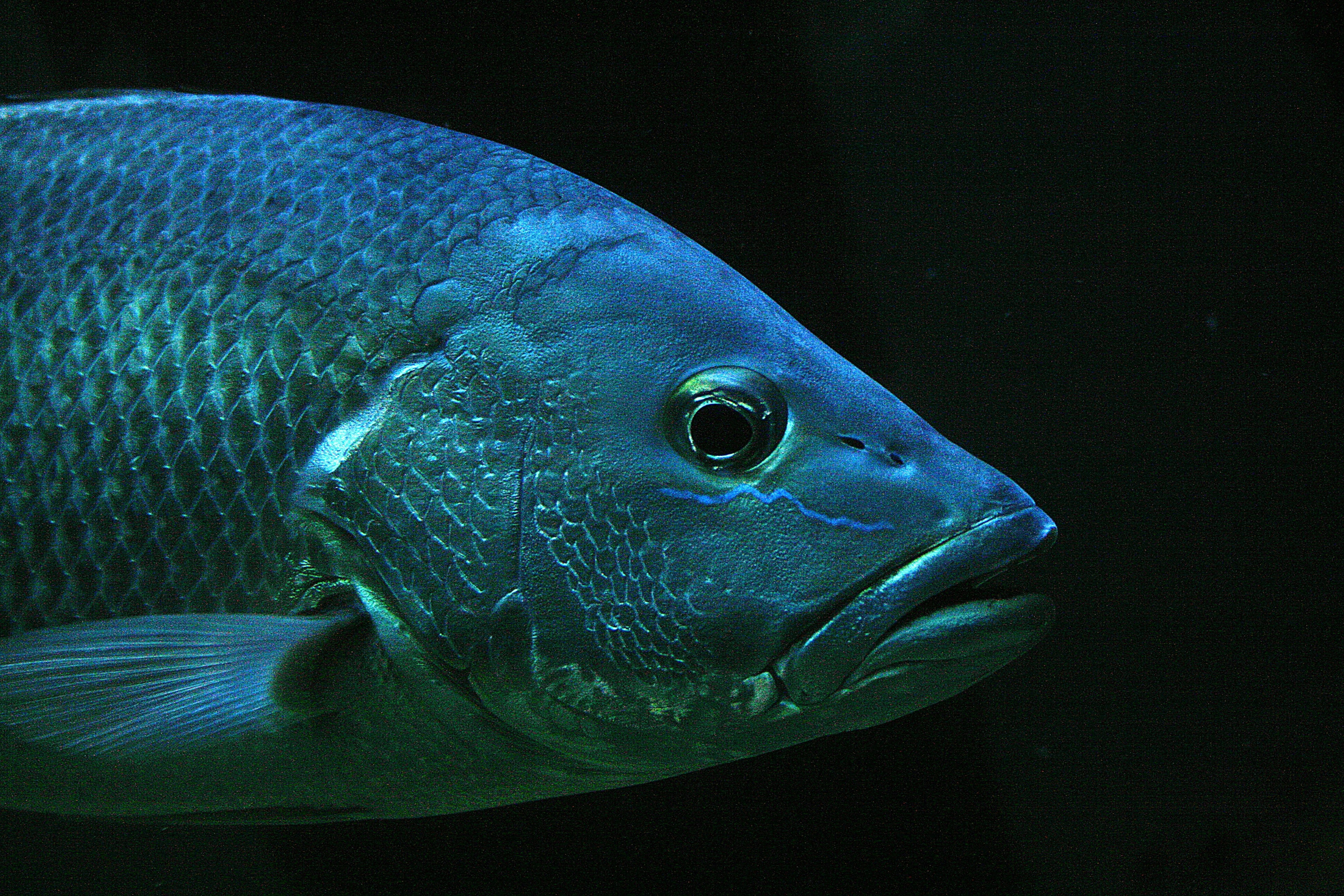 The Barramundi: Australia's Premier Sporting Fish – Koi Knives