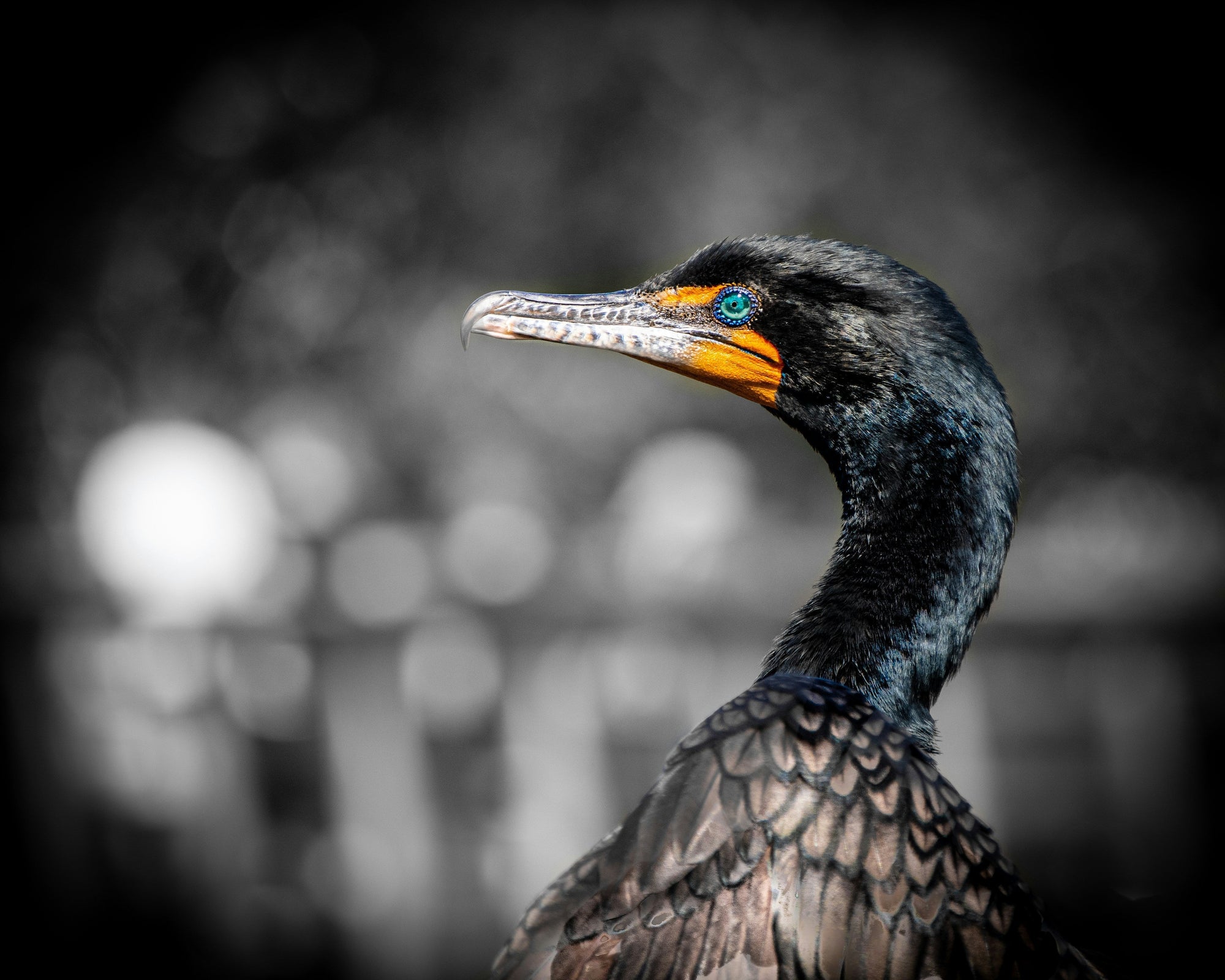 The Cormorants of Australia: |Masters of Air, Water, and Land