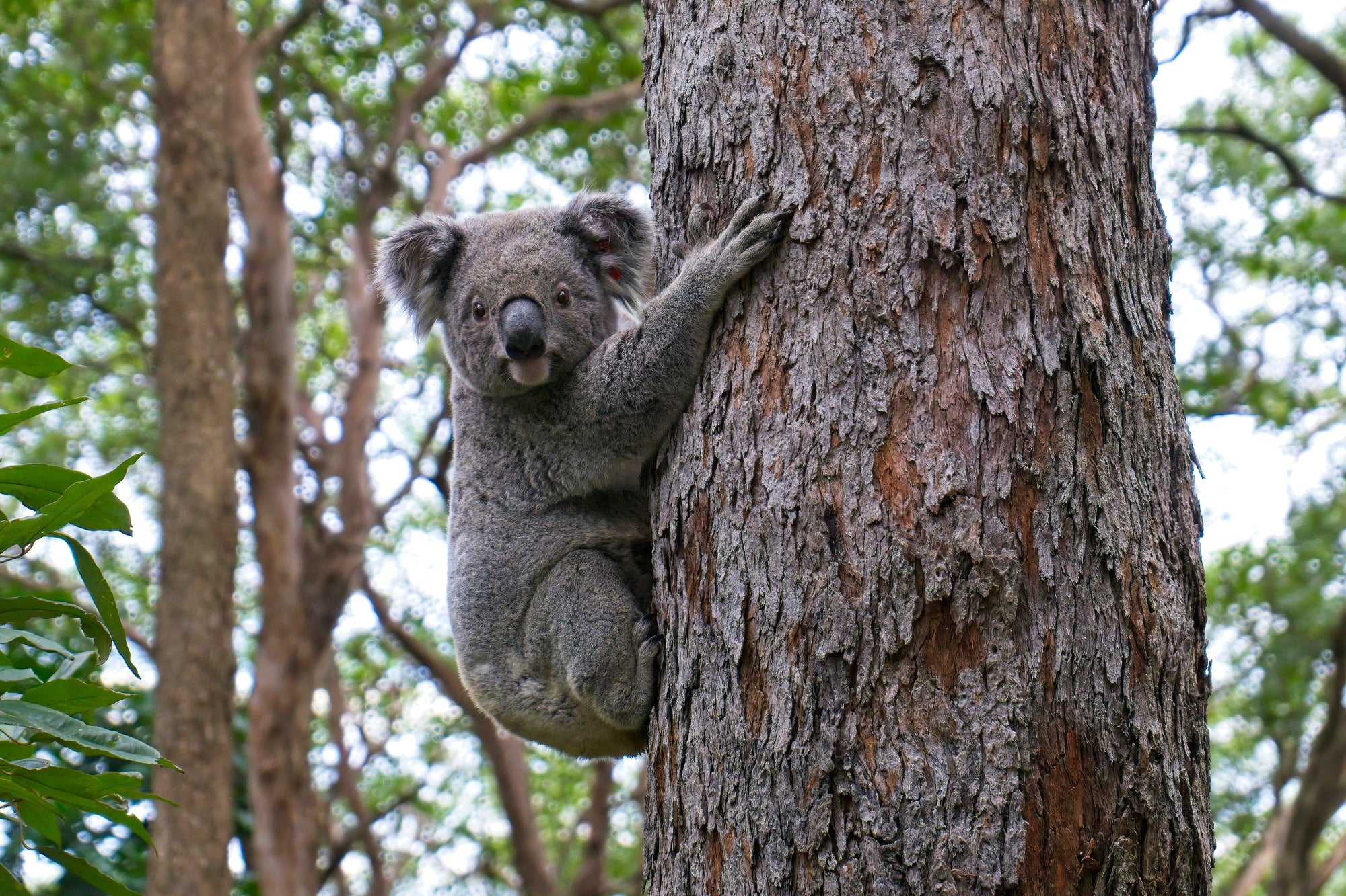 The Koala: Australia's Iconic Marsupial