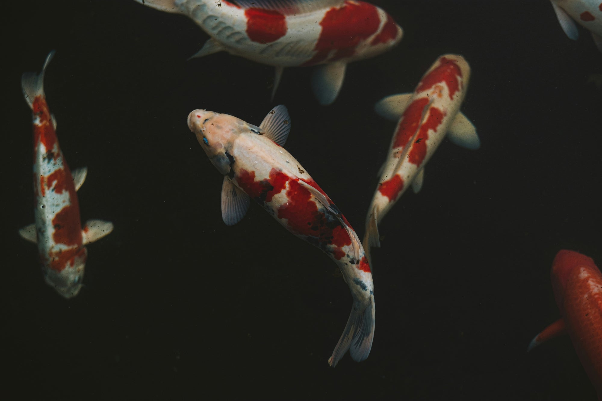 The Koi Knife Collection by Koi