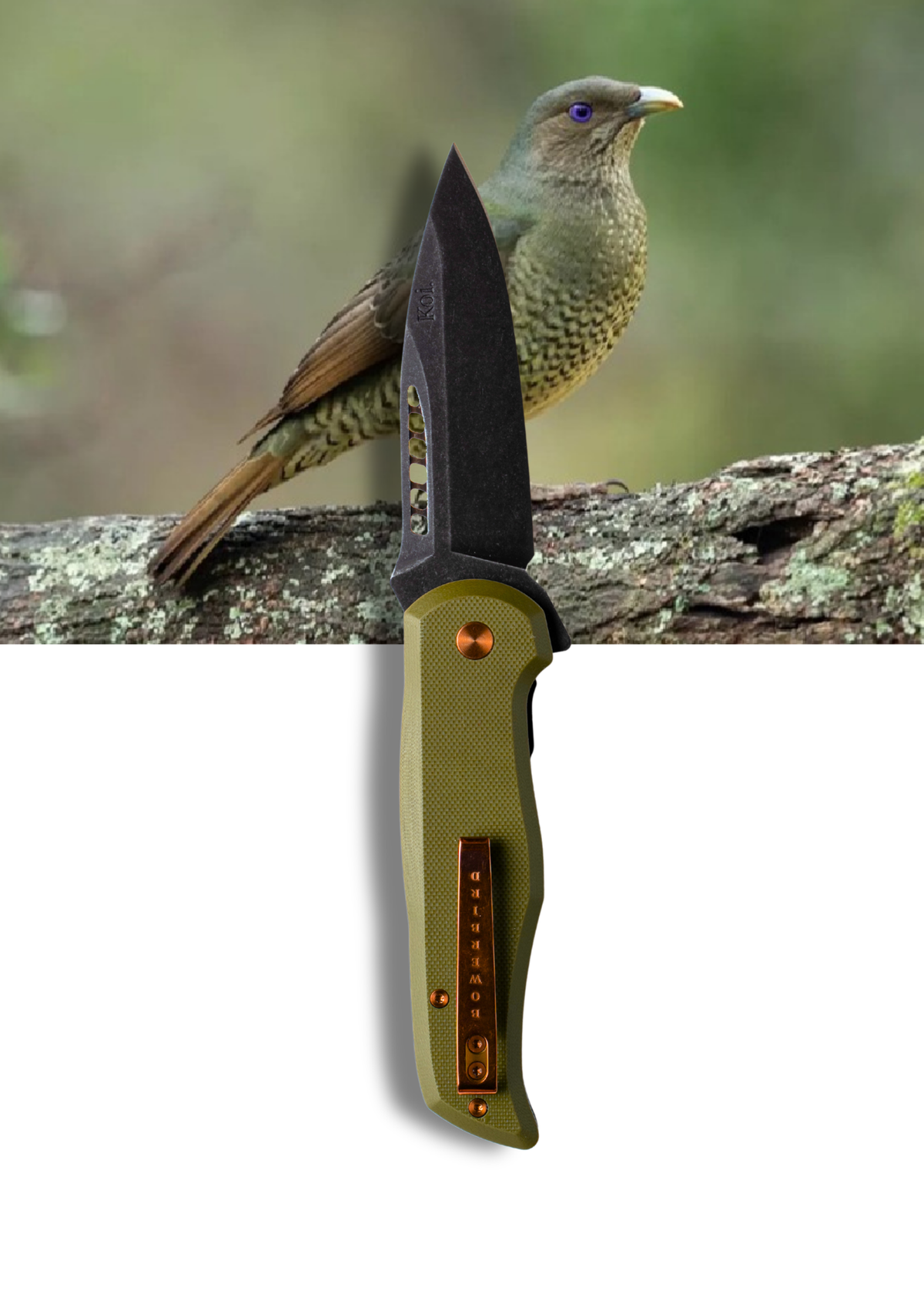 Bek the Bowerbird Pocket Knife | Koi Knives Australia