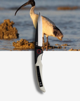 "Ian" the Australian White IBIS | AKA "Bin Chicken"