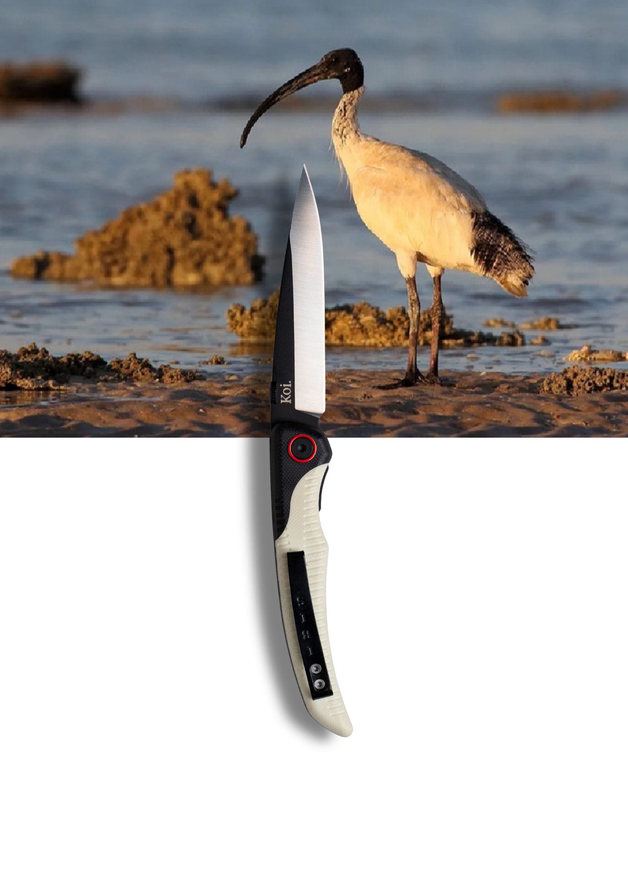 The Australian White IBIS | AKA "Bin Chicken"