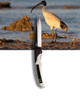 The Australian White IBIS | AKA "Bin Chicken"