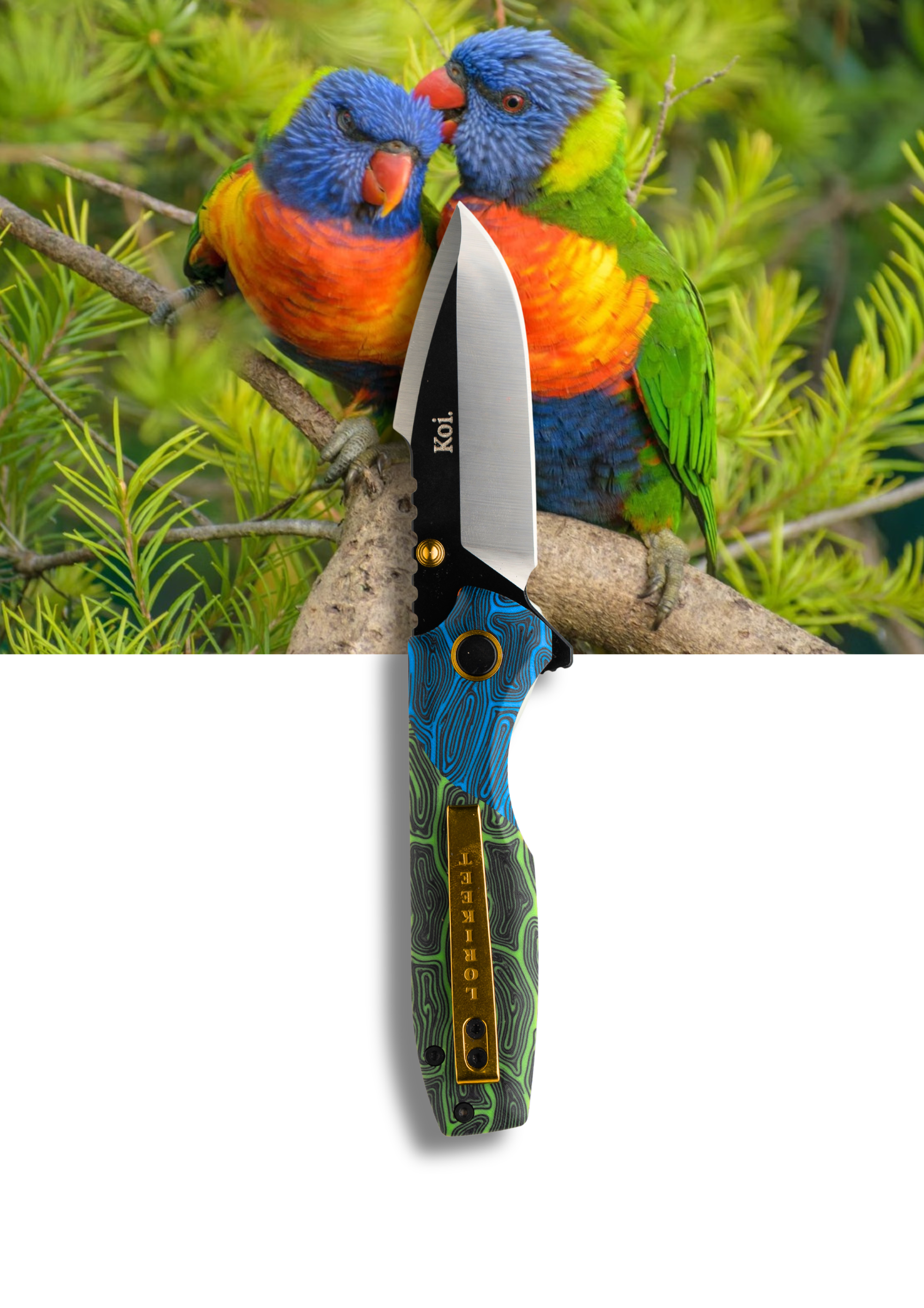 "Lily" | The Lorikeet