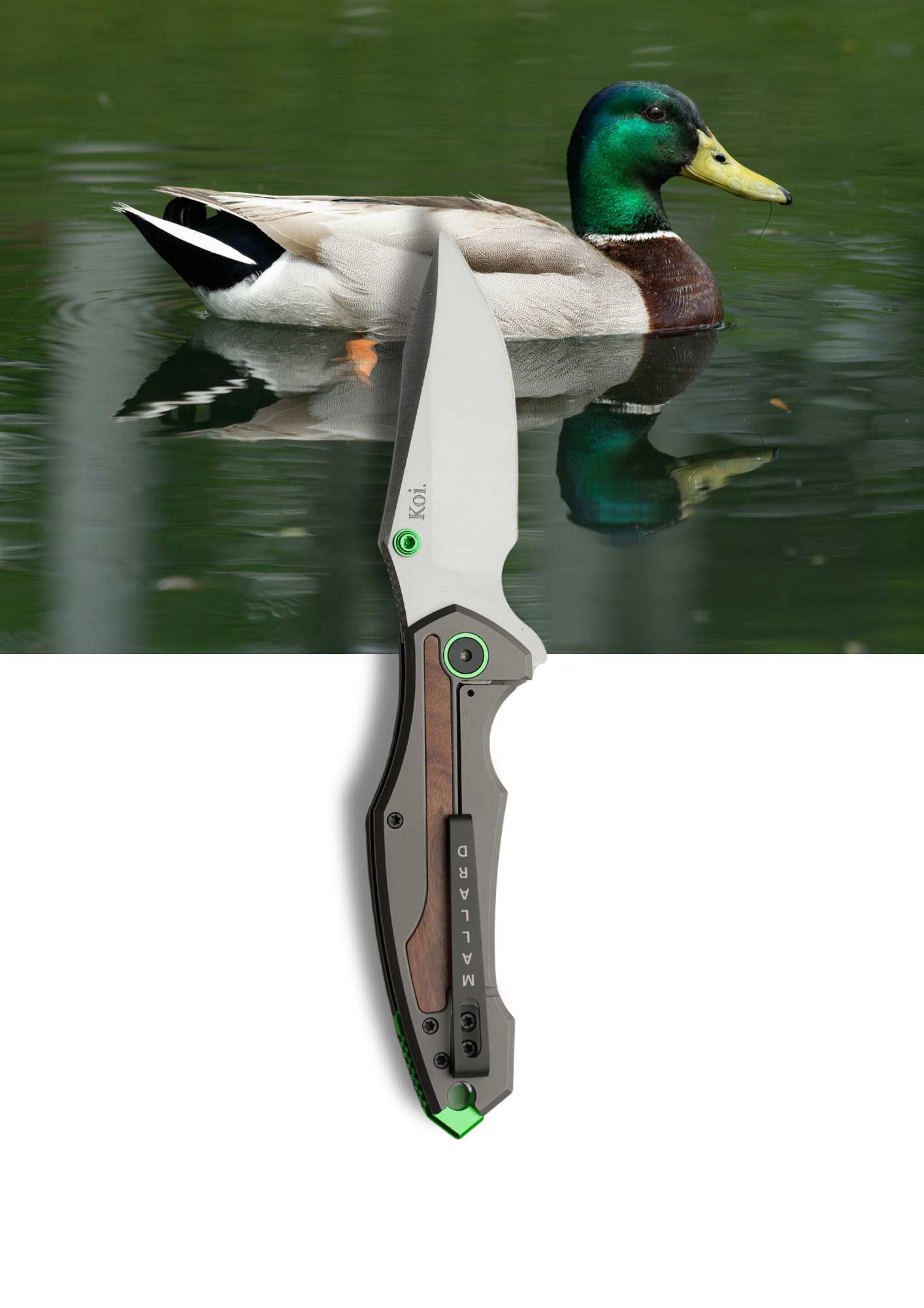 "Michael" | The Mallard Duck