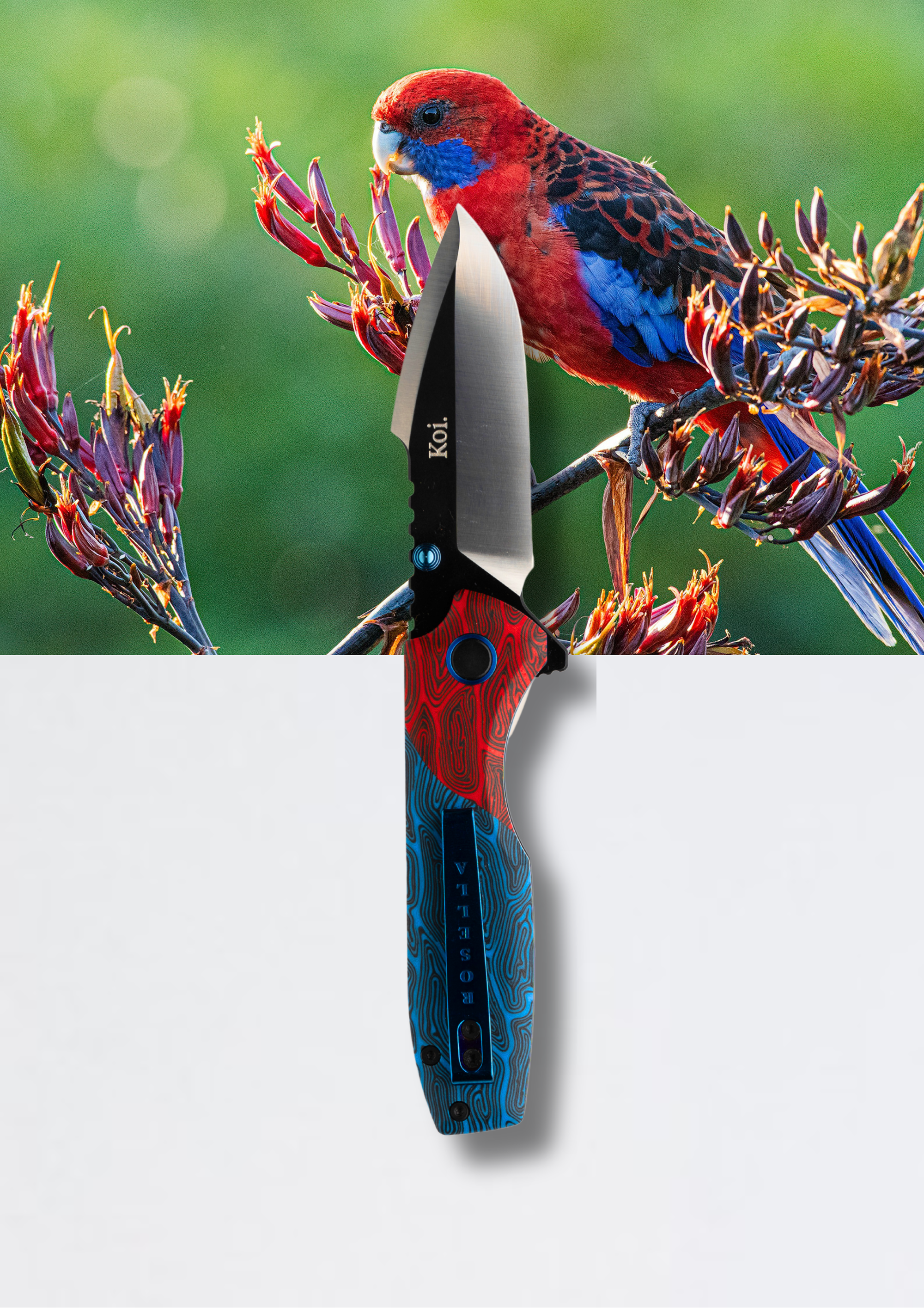 "Ruby" | The Crimson Rosella