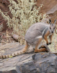 Wayne the Wallaby | The BBQ Utility Knife