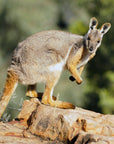 Wayne the Wallaby | The BBQ Utility Knife