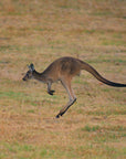 Kevin the Big Red Kangaroo | The BBQ Chef's Knife