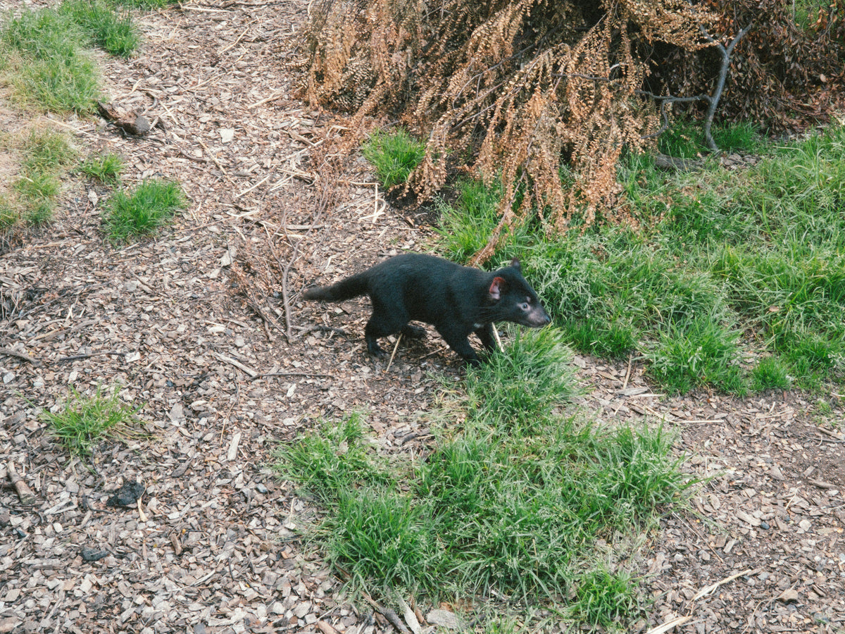 Trevor the Tassie Devil | The BBQ Boning Knife