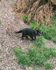 Trevor the Tassie Devil | The BBQ Boning Knife