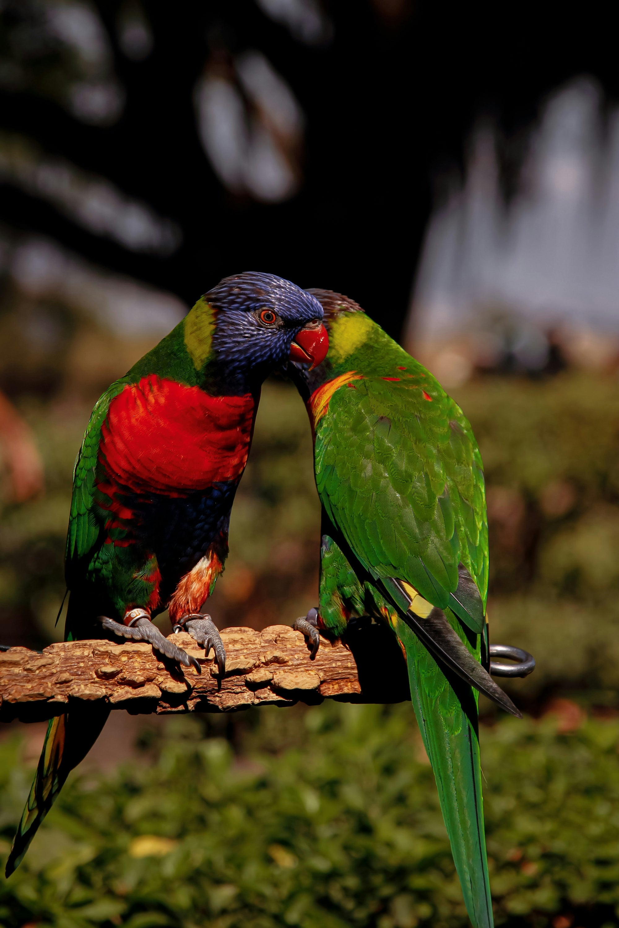 "Lily" | The Lorikeet