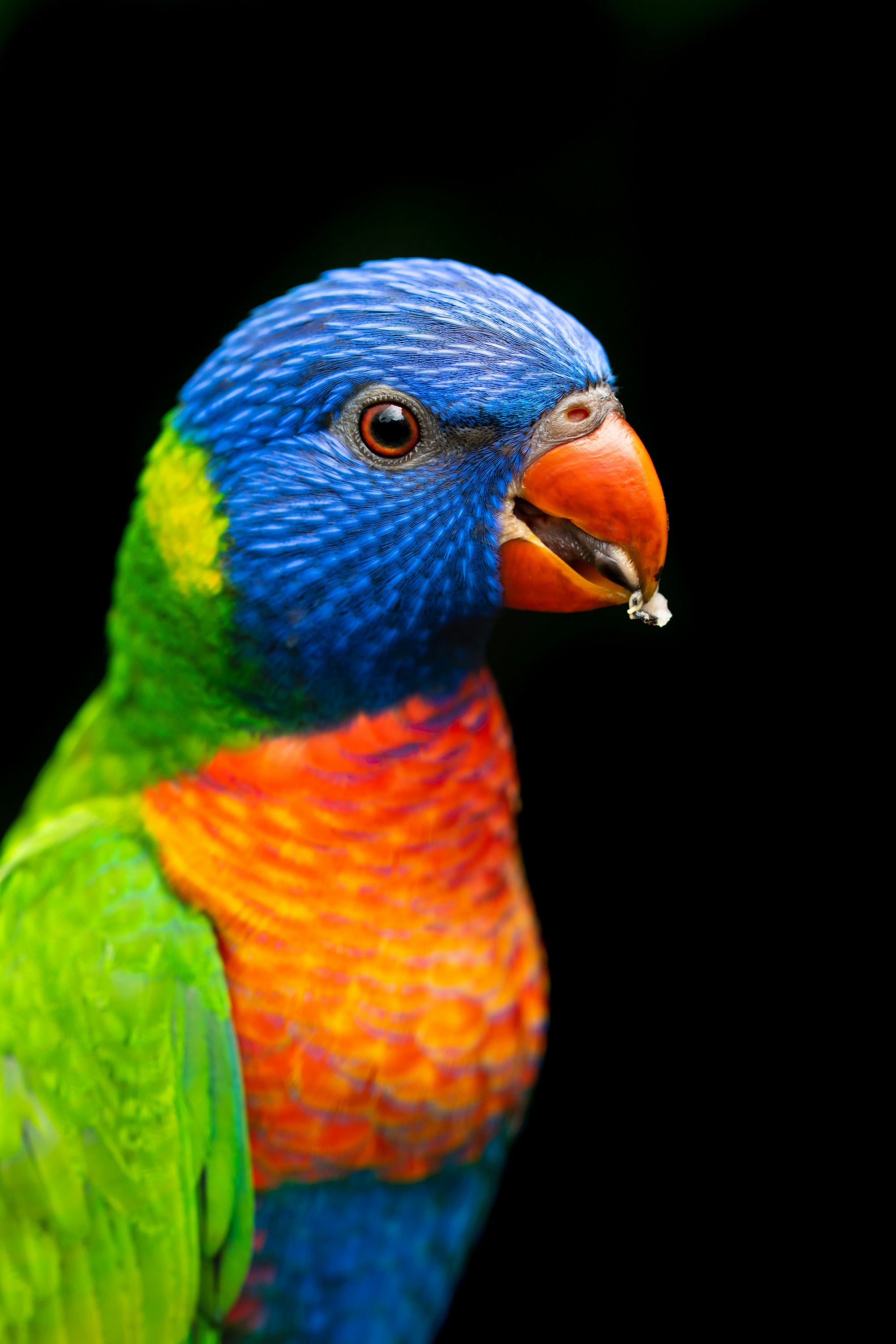 "Lily" | The Lorikeet