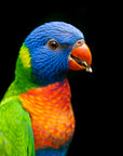 "Lily" | The Lorikeet