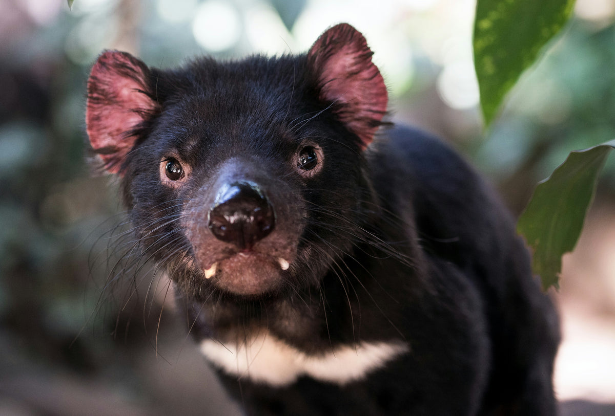 Trevor the Tassie Devil | The BBQ Boning Knife