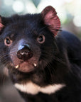 Trevor the Tassie Devil | The BBQ Boning Knife