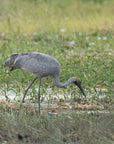Barry the Brolga | The BBQ Slicing Knife
