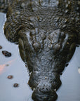Chris the Croc | The Serrated Bread Knife