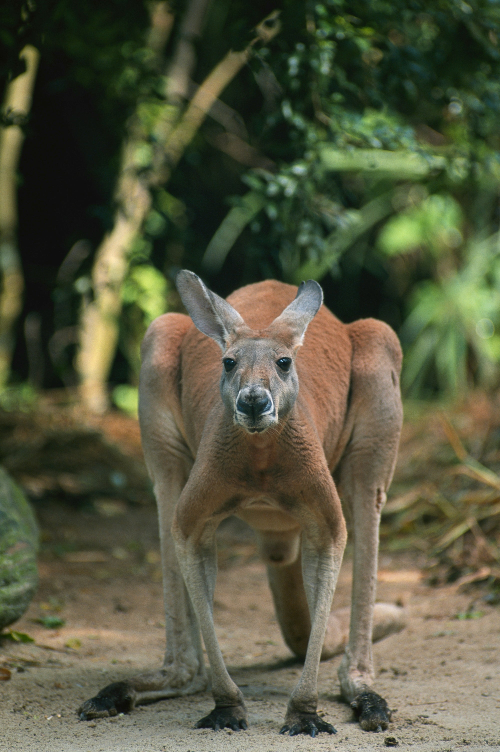 Kevin the Big Red Kangaroo | The BBQ Chef's Knife