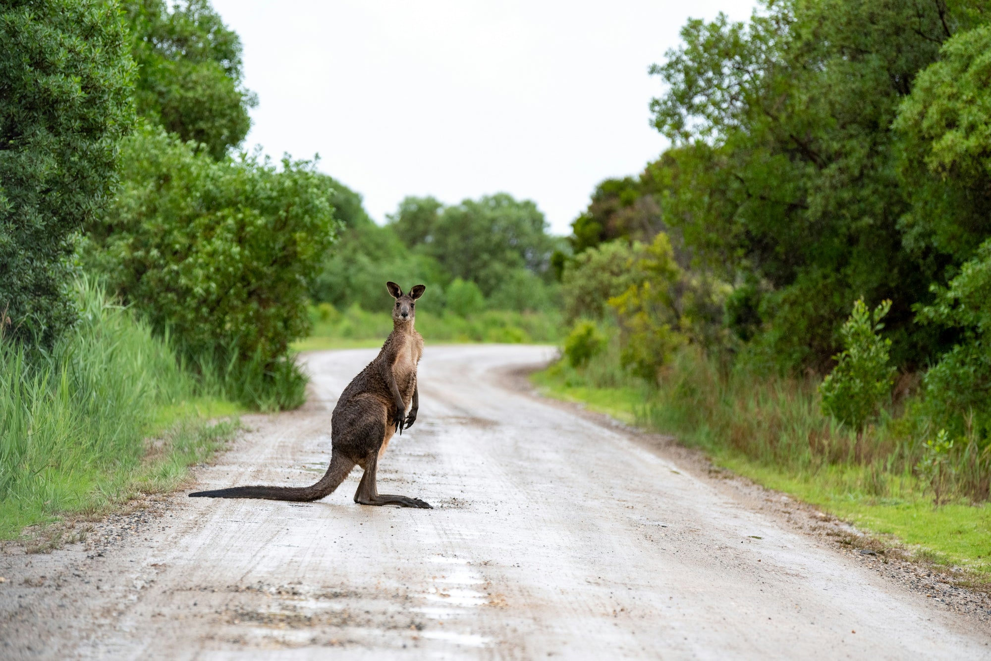 Kevin the Big Red Kangaroo | The BBQ Chef's Knife