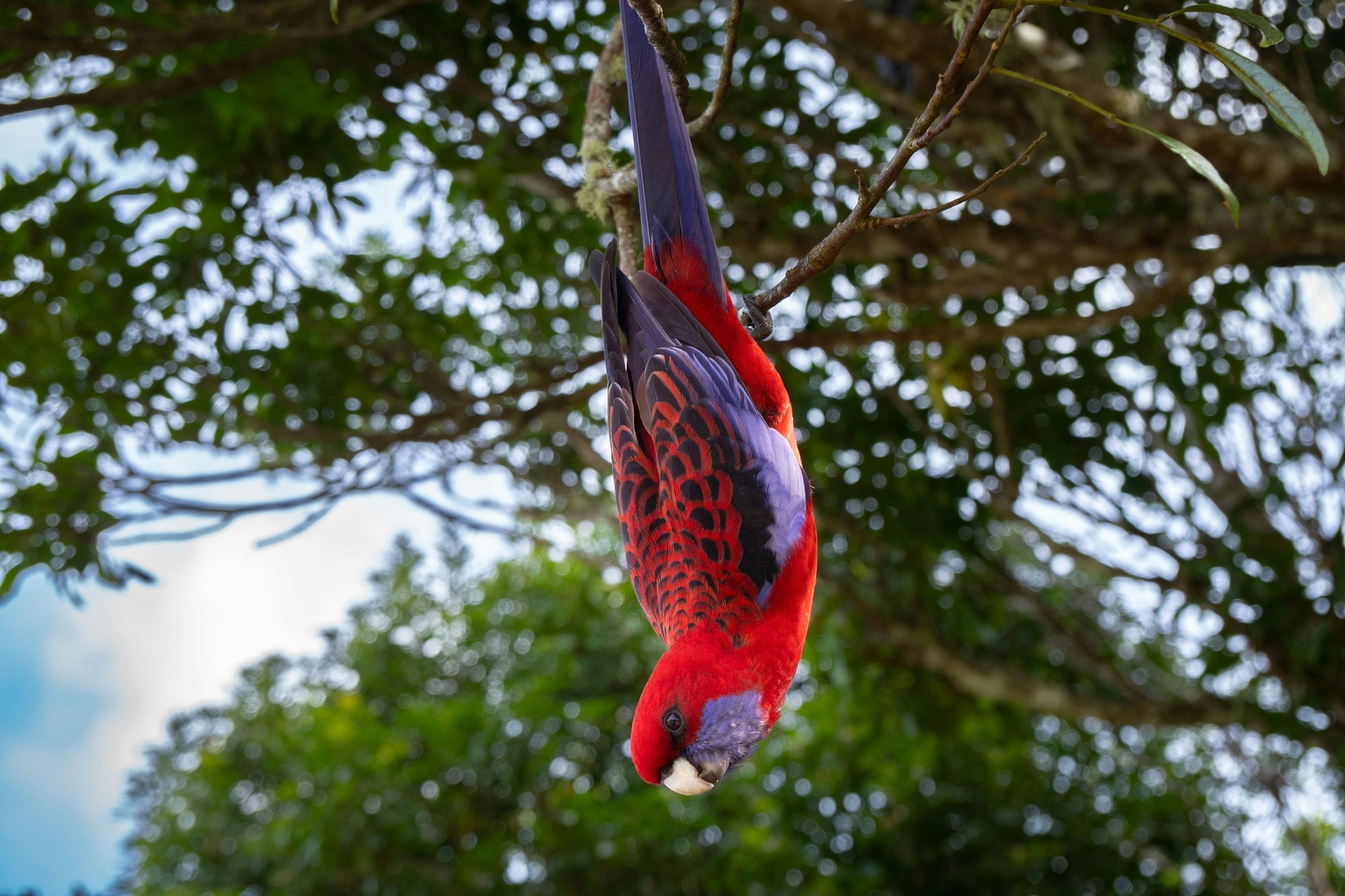 "Ruby" | The Crimson Rosella