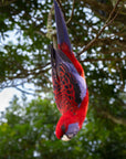 "Ruby" | The Crimson Rosella