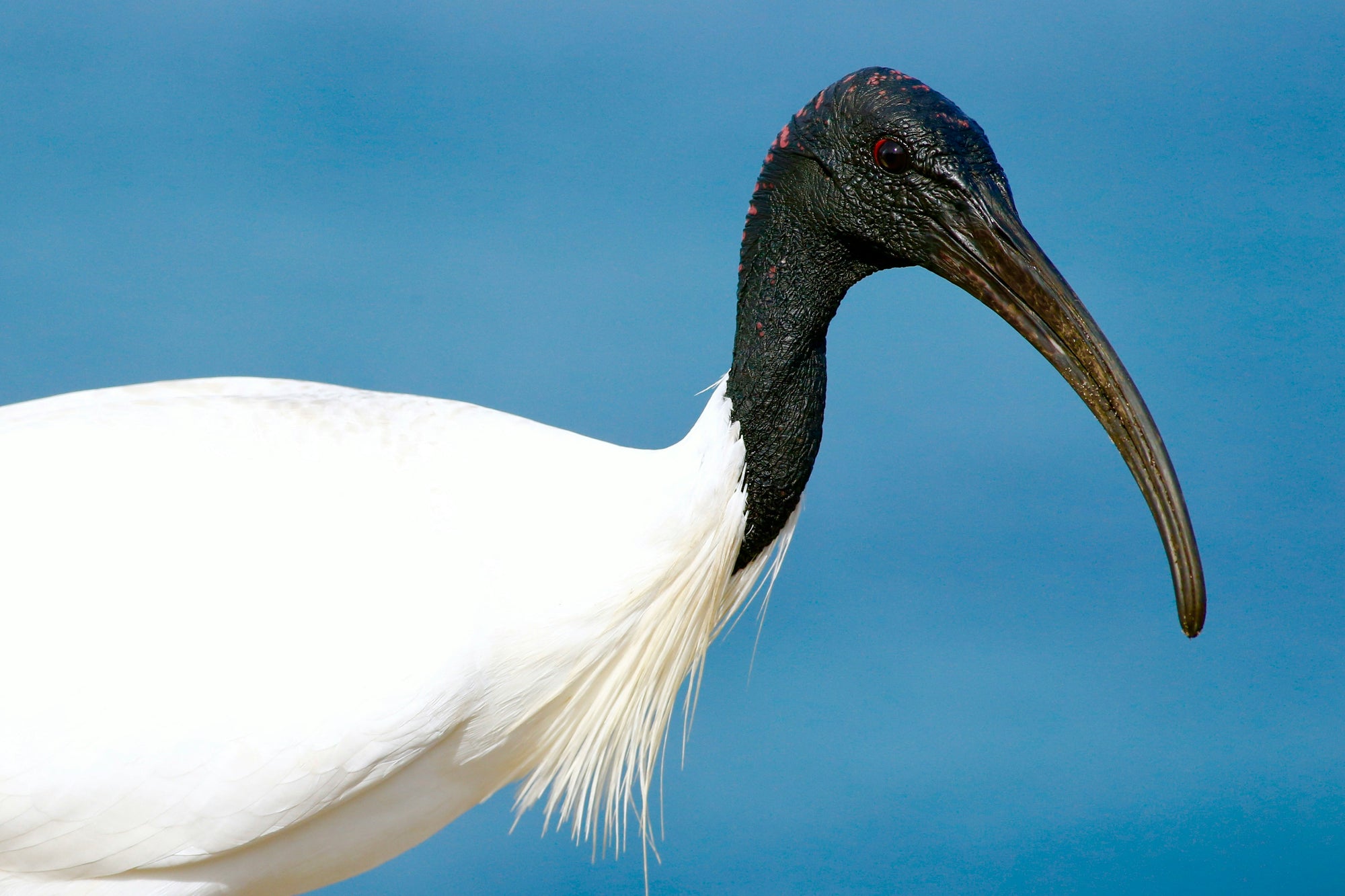 The Australian White IBIS | AKA "Bin Chicken"