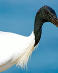 The Australian White IBIS | AKA "Bin Chicken"