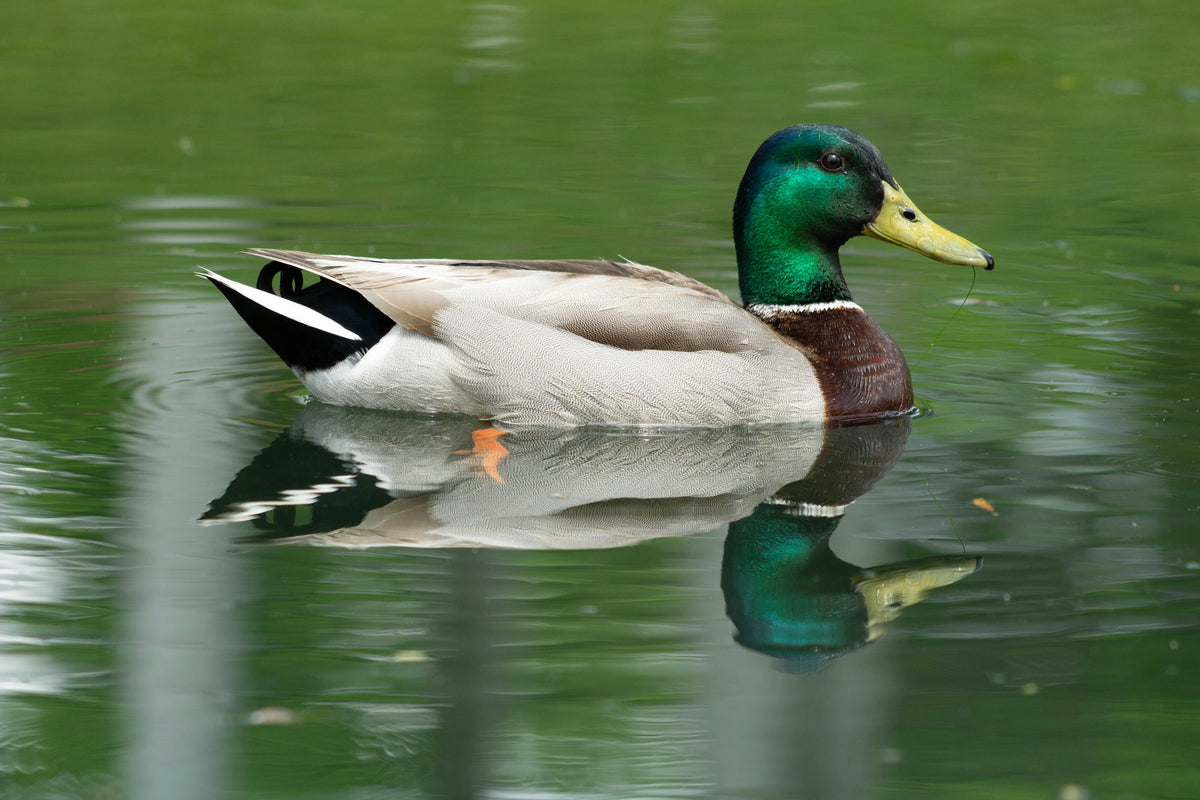 "Michael" | The Mallard Duck Pocket Knife