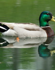 "Michael" | The Mallard Duck Pocket Knife