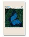 Ulysses Butterfly art card by Koi Knives