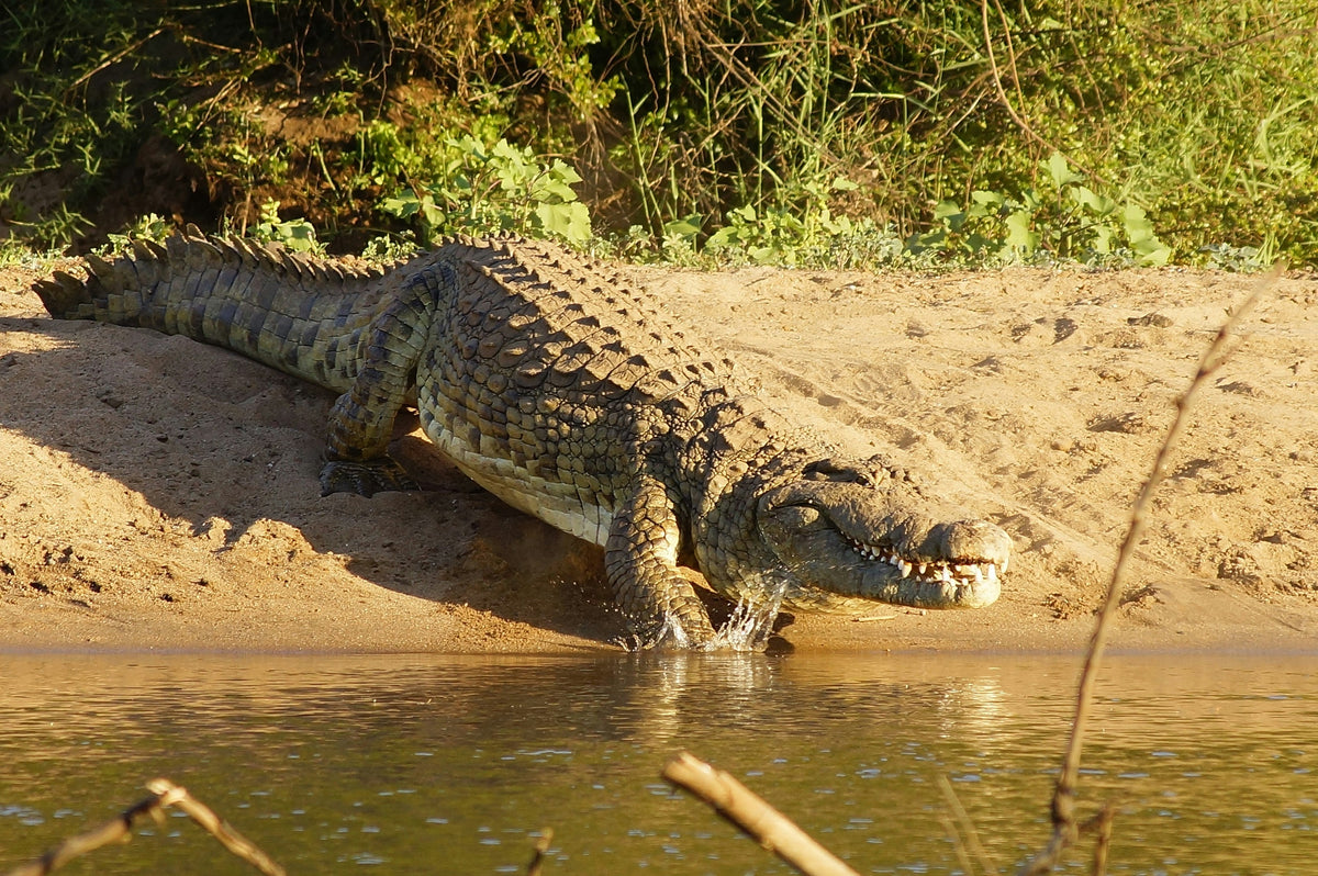 Chris the Croc | The Serrated Bread Knife