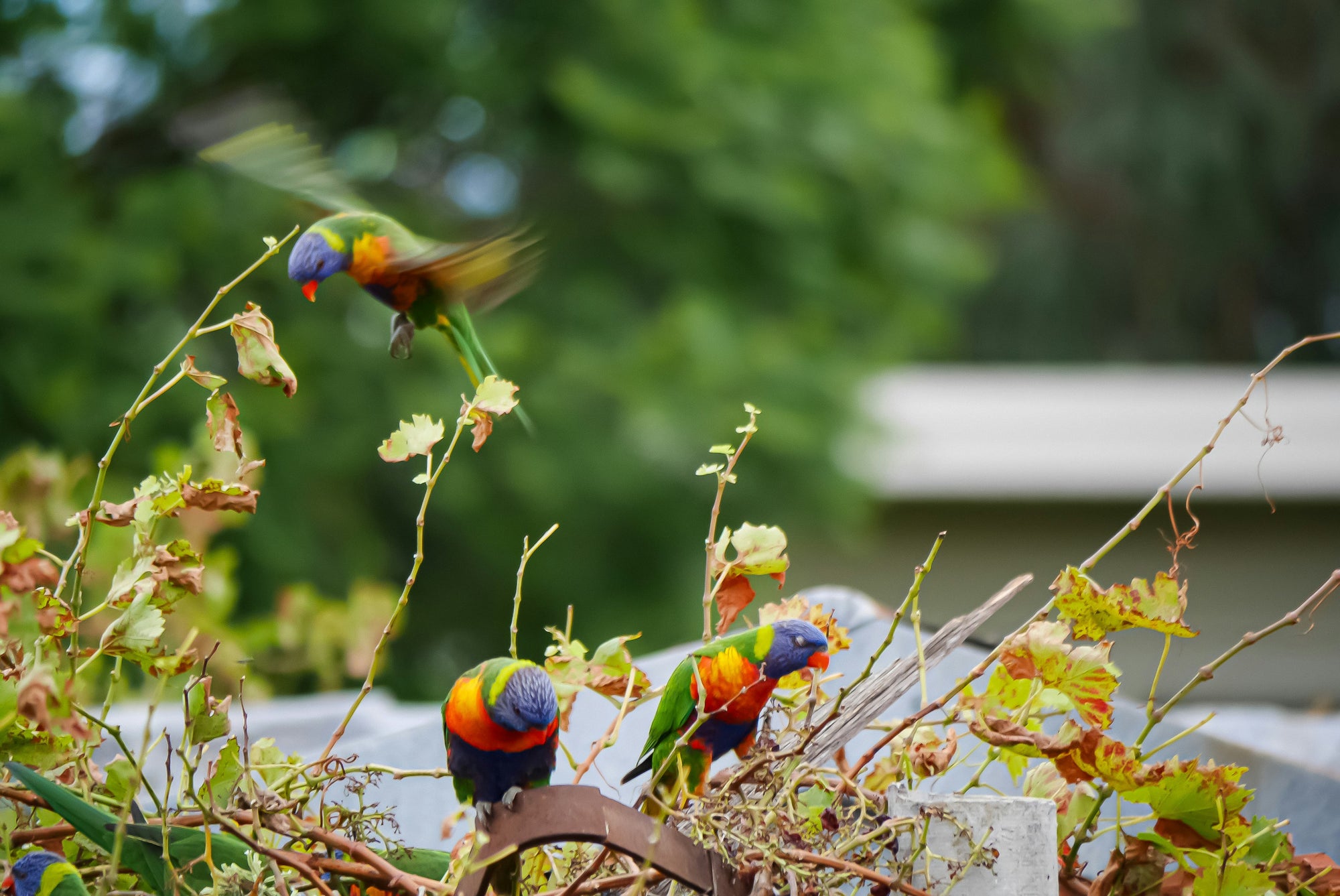"Lily" | The Lorikeet