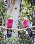 "Garry" | The Galah EDC Pocket Knife
