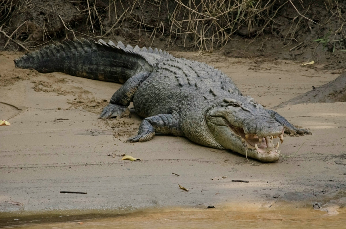 Chris the Croc | The Serrated Bread Knife