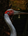 Barry the Brolga | The BBQ Slicing Knife