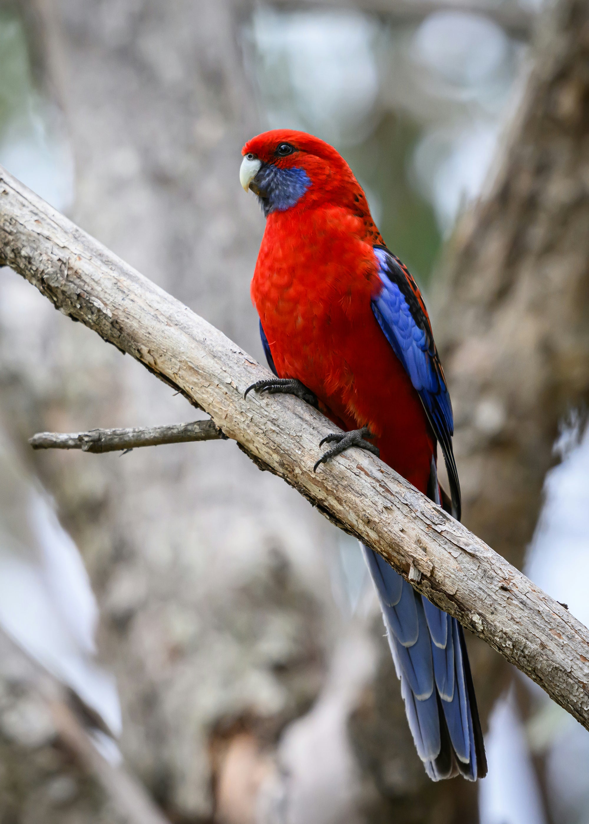 "Ruby" | The Crimson Rosella