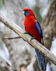 "Ruby" | The Crimson Rosella