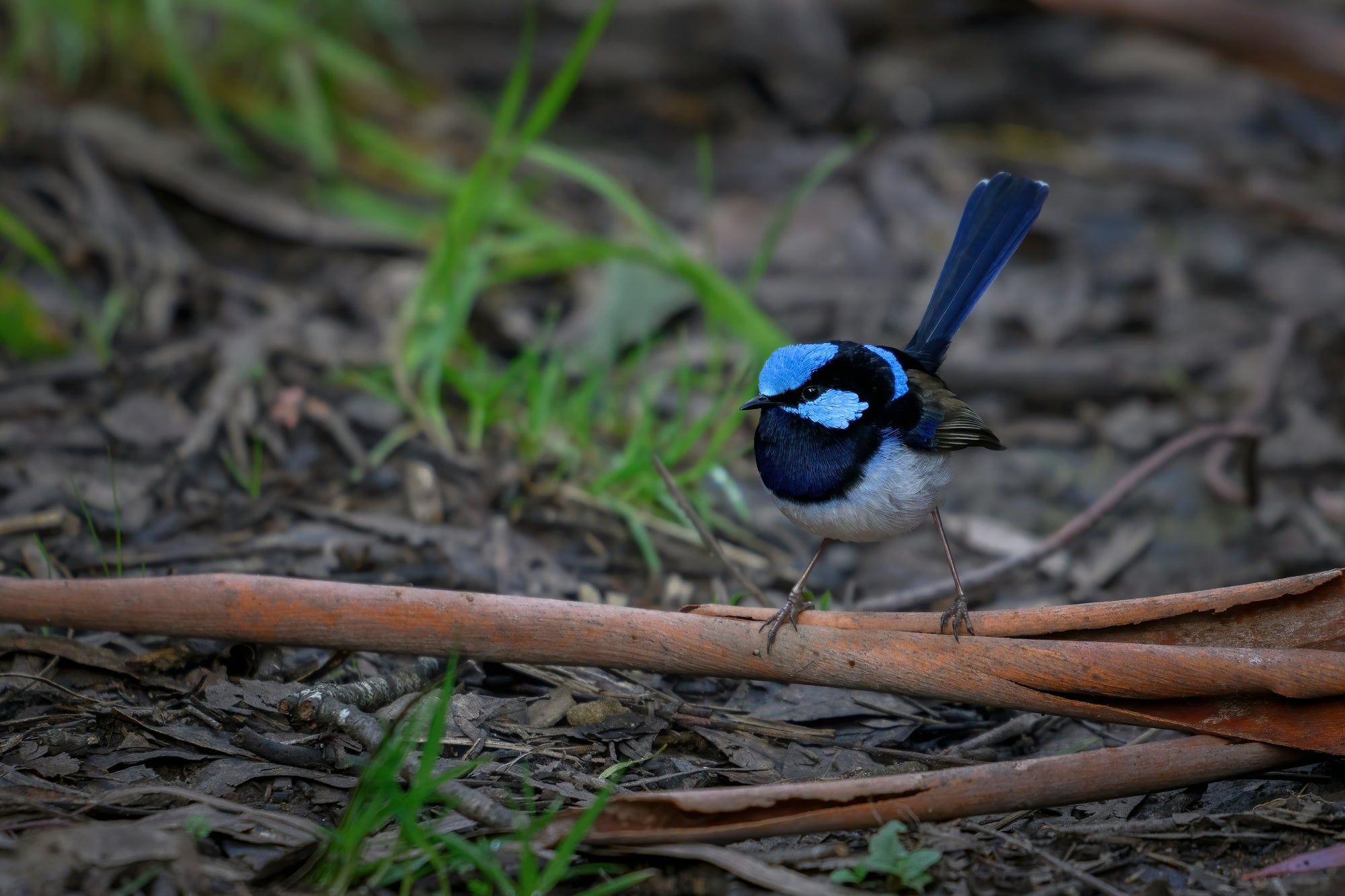 "Bella" | The Blue Wren EDC Pocket Knife