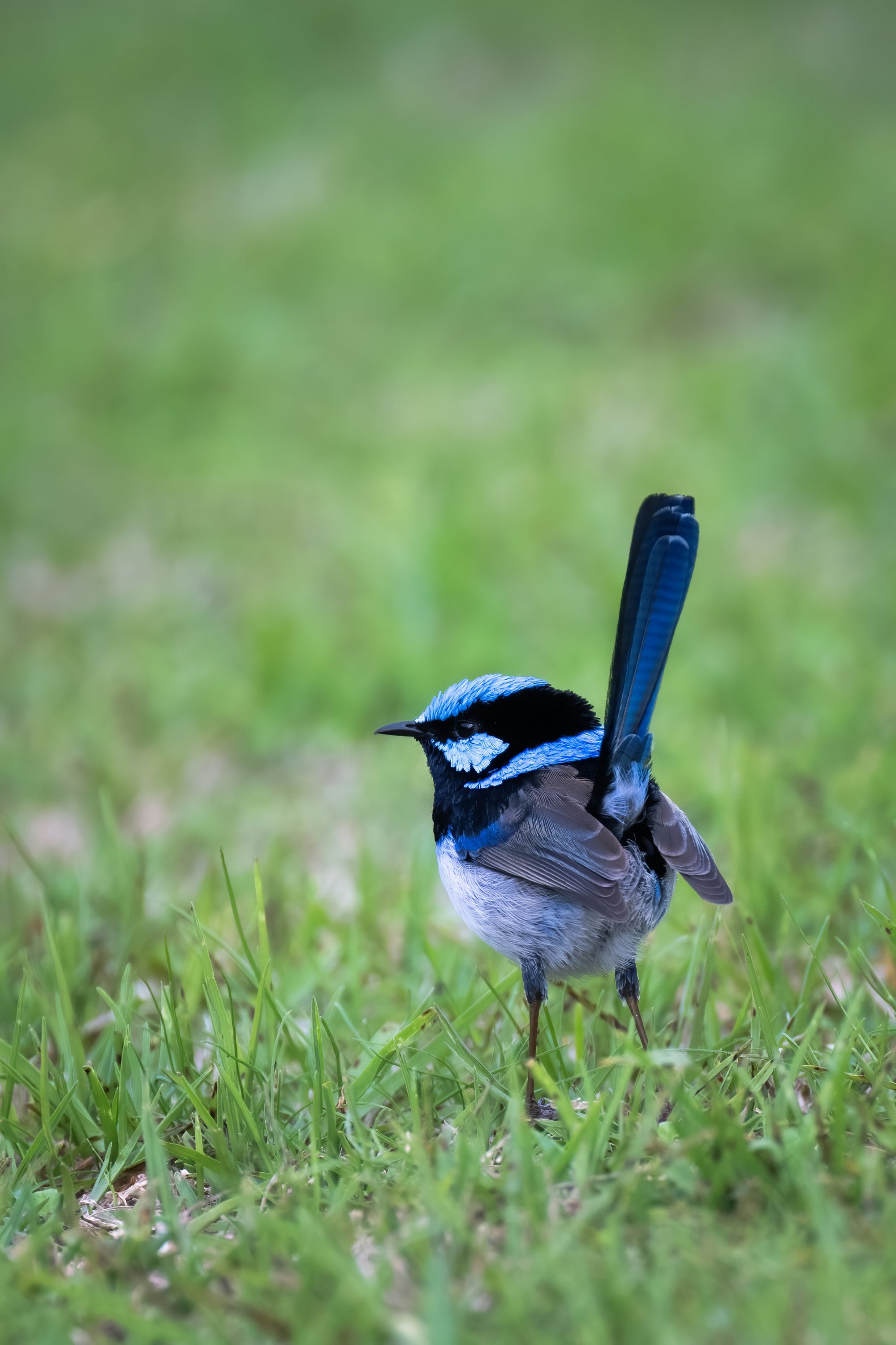 "Bella" | The Blue Wren EDC Pocket Knife