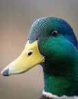 "Michael" | The Mallard Duck Pocket Knife