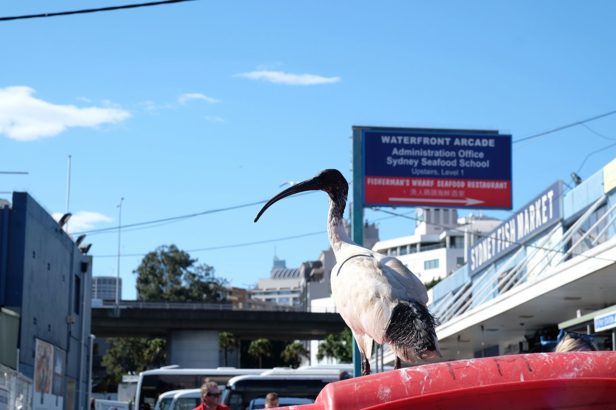 The Australian White IBIS | AKA "Bin Chicken"