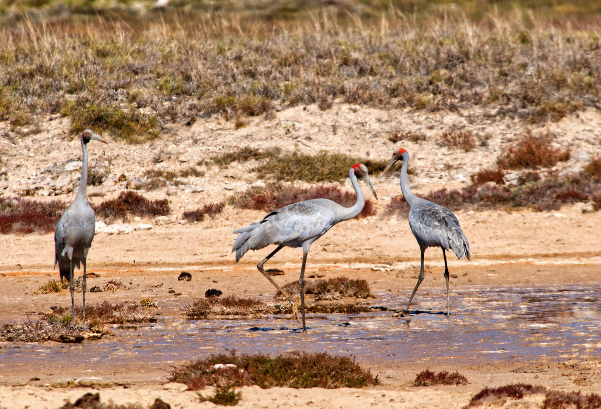 Barry the Brolga | The BBQ Slicing Knife