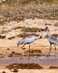 Barry the Brolga | The BBQ Slicing Knife