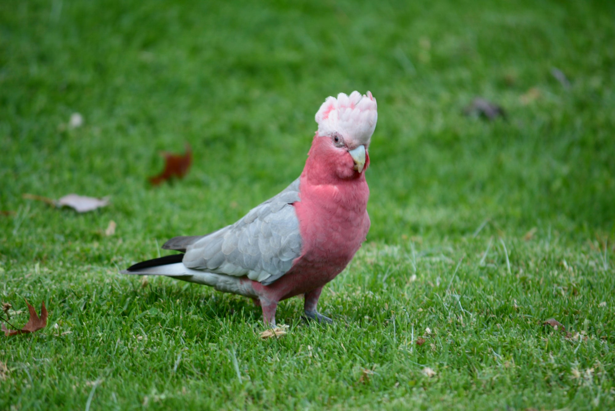 "Garry" | The Galah EDC Pocket Knife