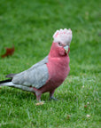 "Garry" | The Galah EDC Pocket Knife