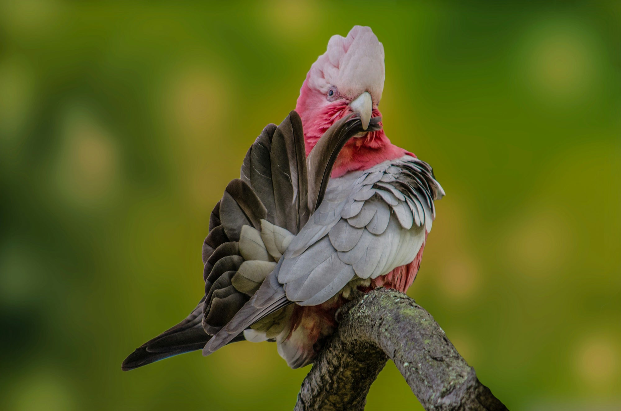 "Garry" | The Galah EDC Pocket Knife